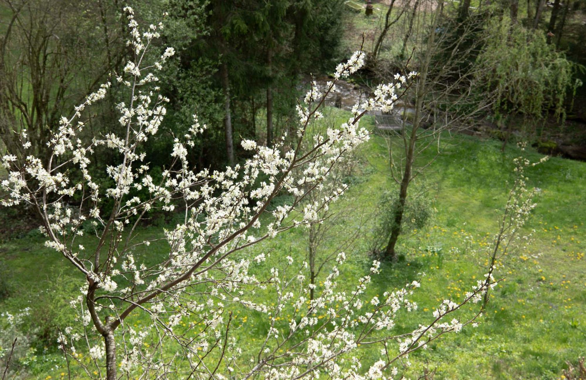 Scharnstein Servus Almtal מראה חיצוני תמונה